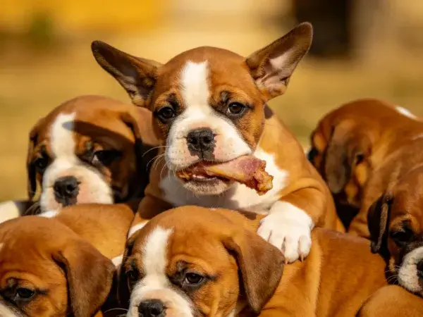 拳师犬幼崽进食状态捕捉