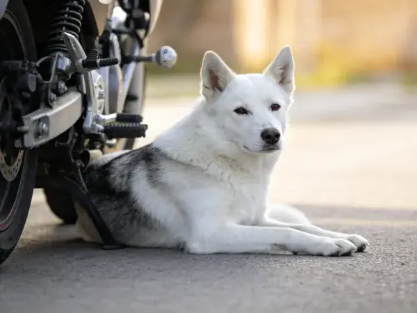 白色柴犬静卧摩托车旁