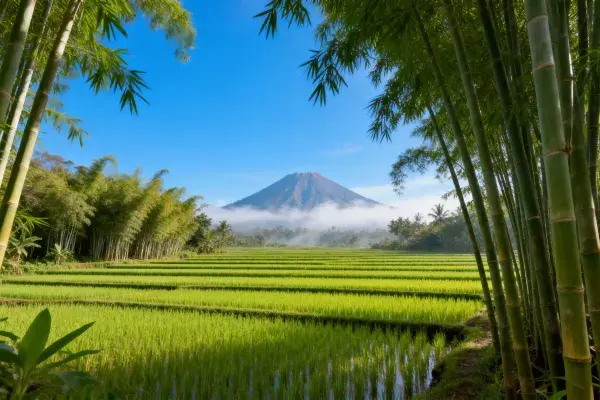 竹林环绕火山梯田景观