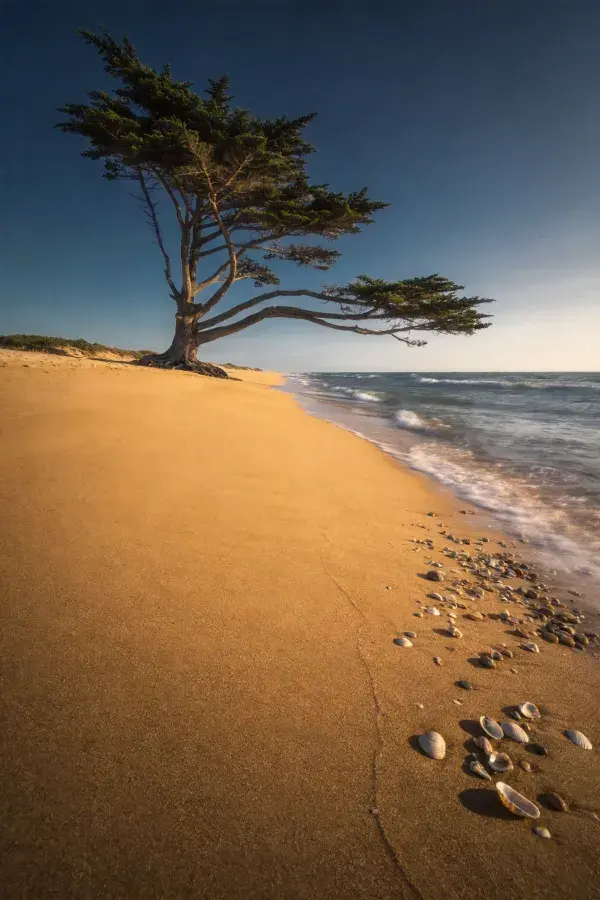 阳光下的海岸松树与沙滩贝壳景观