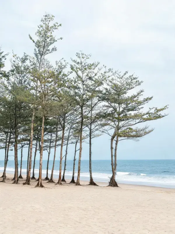 海滩沙地上的木麻黄树群