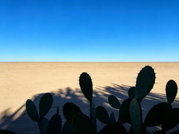 阳光下沙漠仙人掌与广袤沙地景象