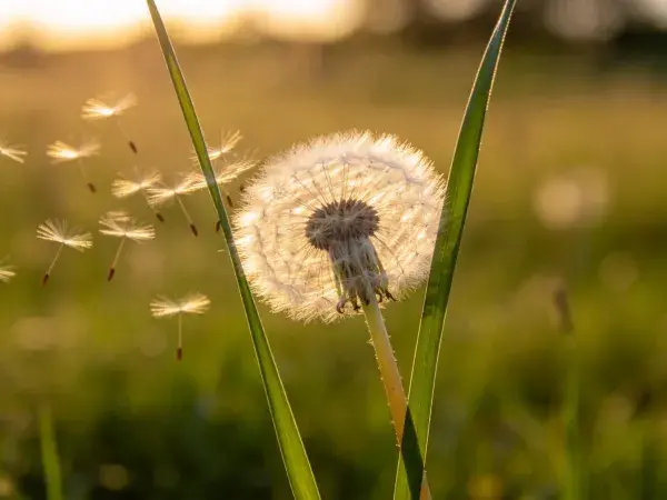 蒲公英种子飘散时的夕阳光影捕捉