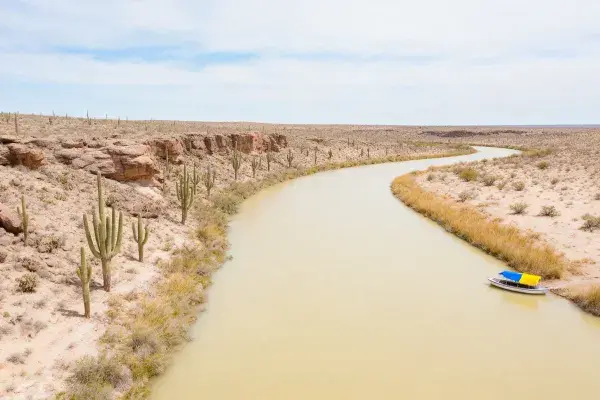 沙漠河道旁的柱状仙人掌景观