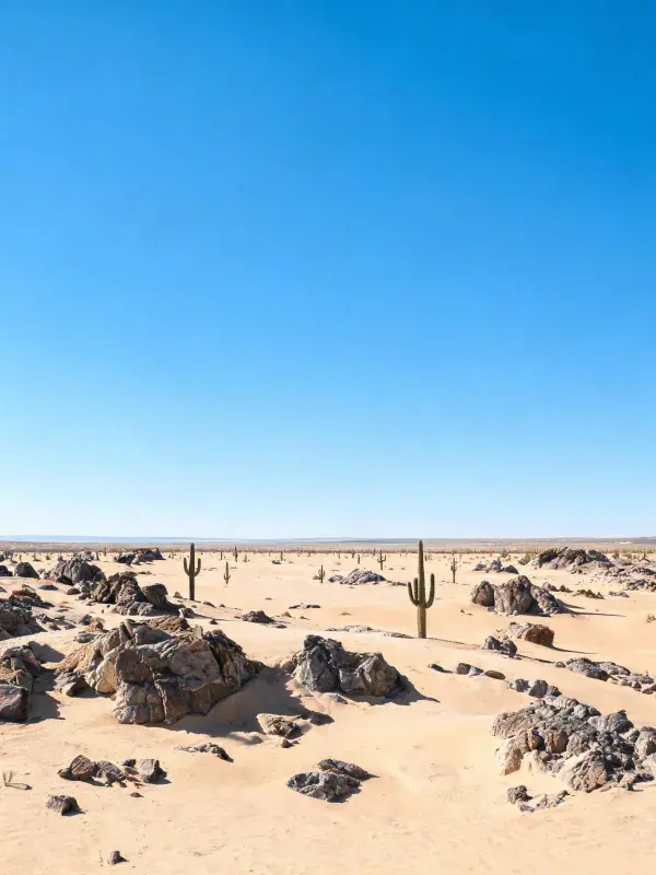 沙漠仙人掌岩石地貌风光