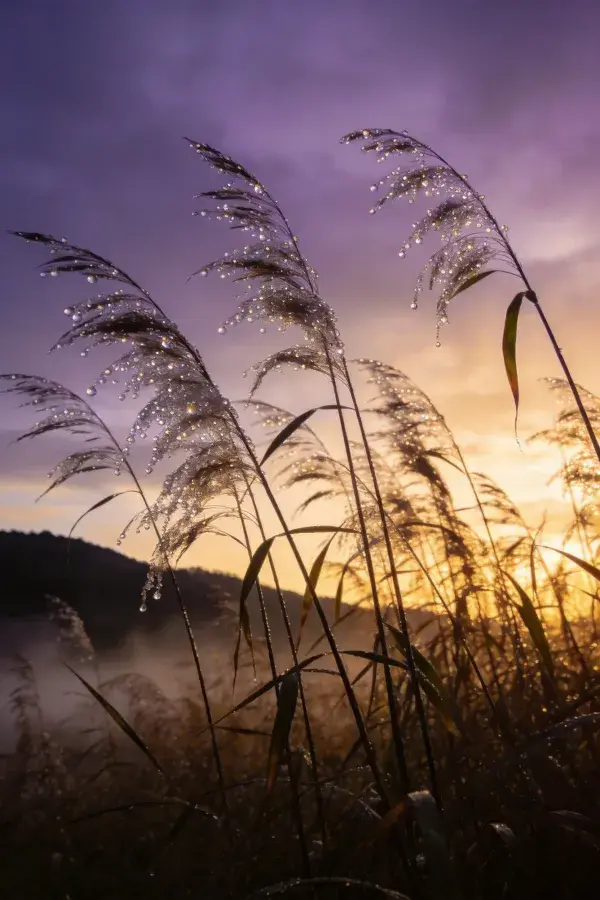 芦苇晨露夕阳特写场景