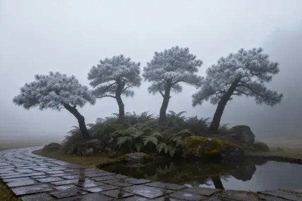 雾中四棵松树的园林景观