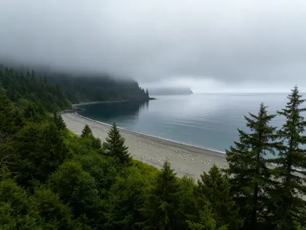 雾林环绕的海滨沙滩景观