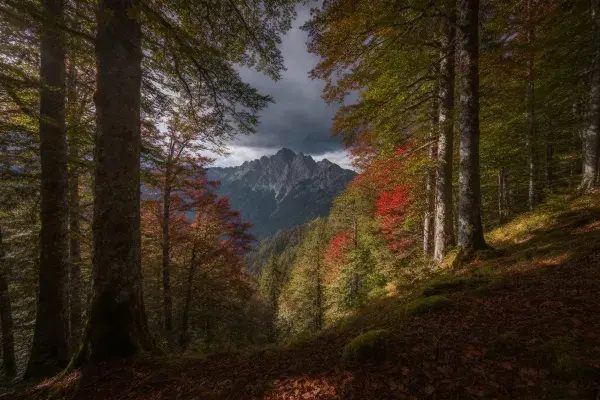 山林秋色通向远山景观