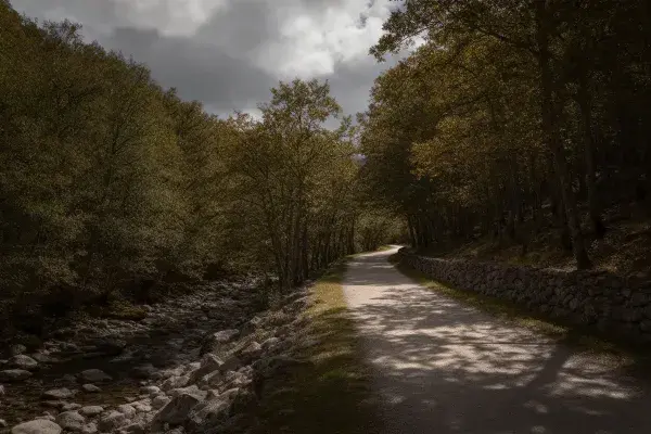林间石板路与山林景观