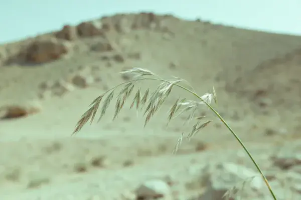 荒漠针茅与干旱沙漠景观