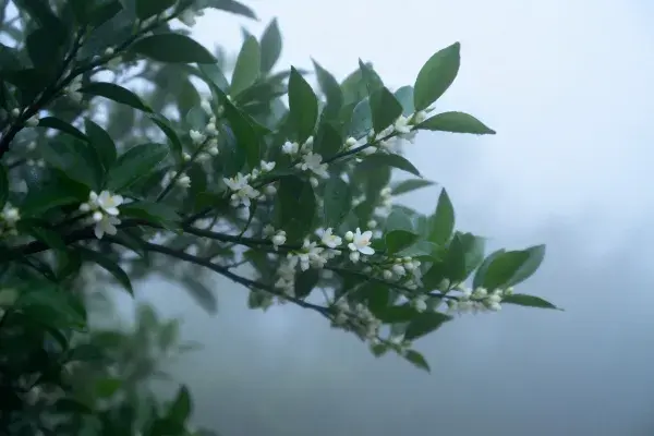 柑橘类花卉枝桠雾中景象