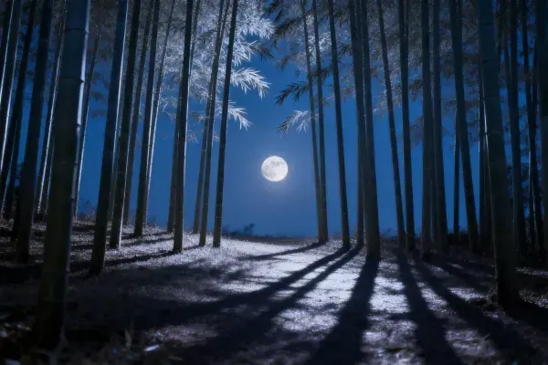 夜晚月光下的竹林景观