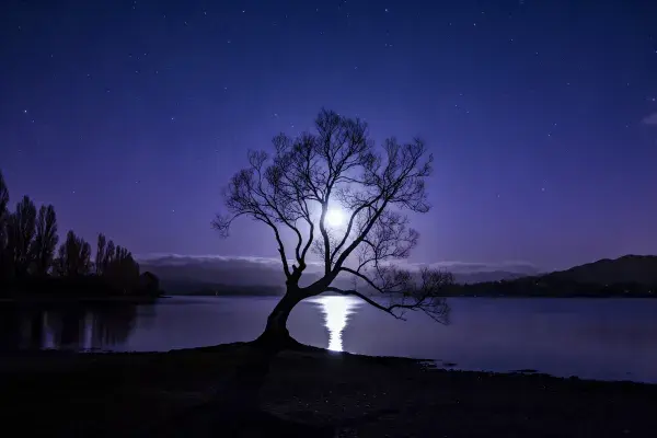 湖畔月夜下的落叶乔木景观