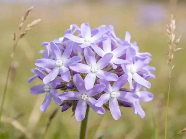 蓝星花球形花簇野外景象
