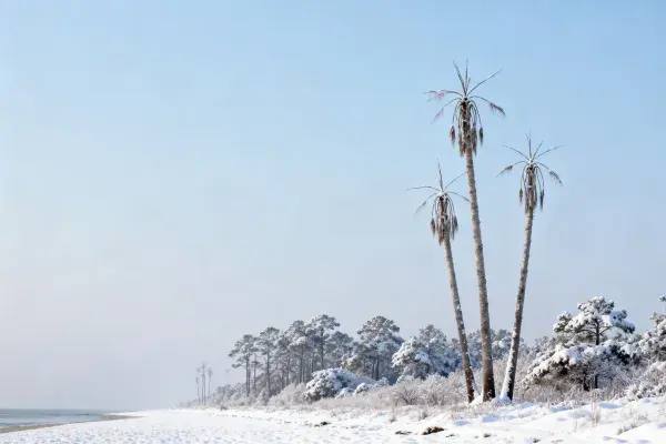 雪覆椰林海滨冬日风光
