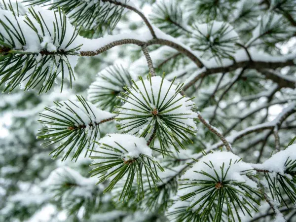 雪覆盖松枝的细节特写