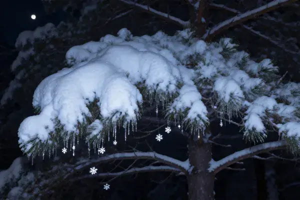 雪松覆雪挂冰挂雪花装饰