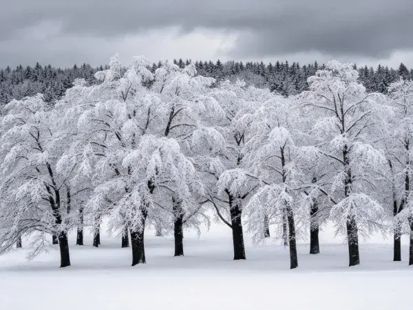 雪压乔木与冬季雪景场景