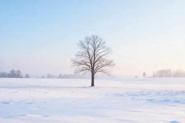 单独的冬季落叶乔木与雪地平原风光