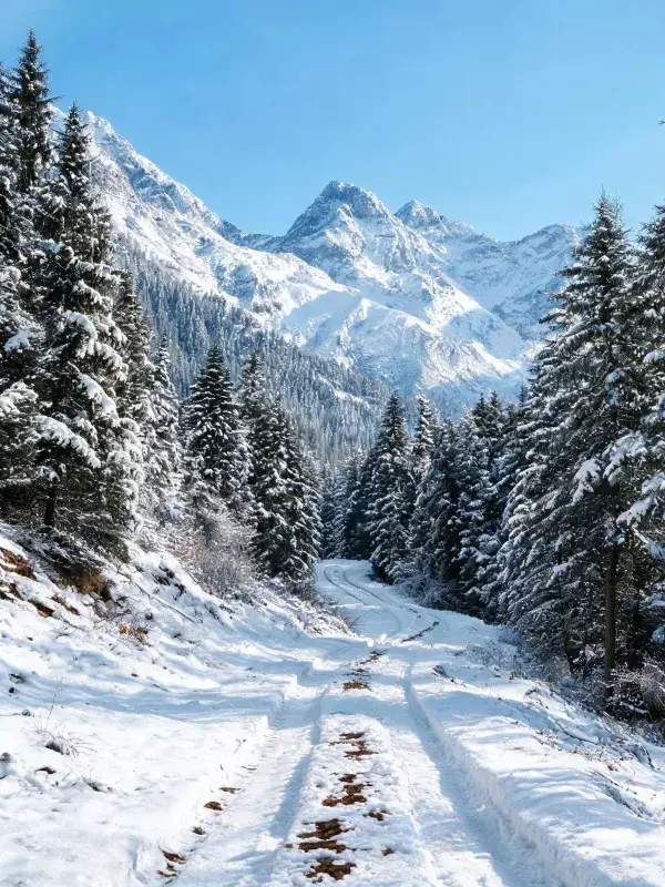 雪山森林小径的冬日景致