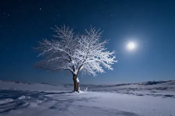 雪夜覆雪乔木与星空月光场景