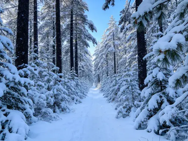 雪覆森林表面纹理细节