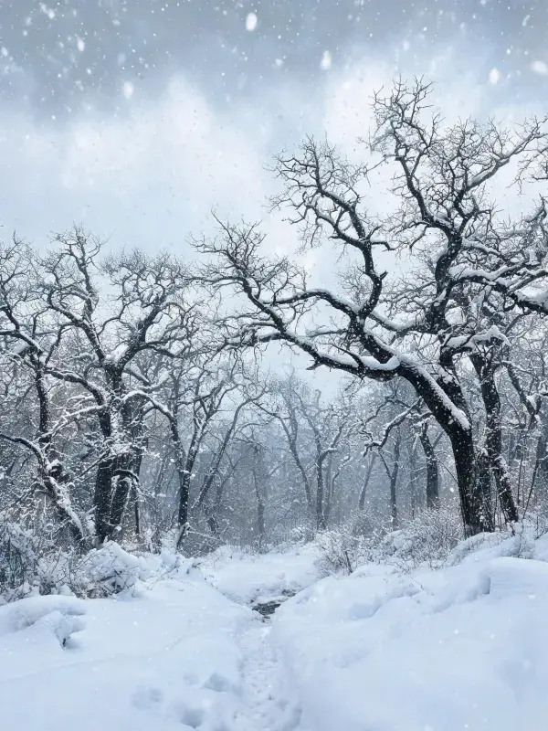 雪覆枯枝冬日山林场景