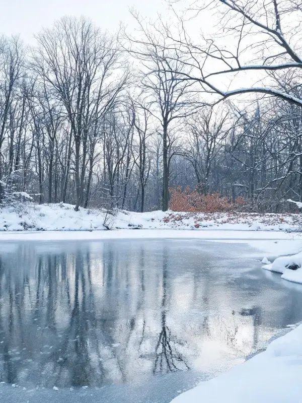 冬季雪地森林水域风光