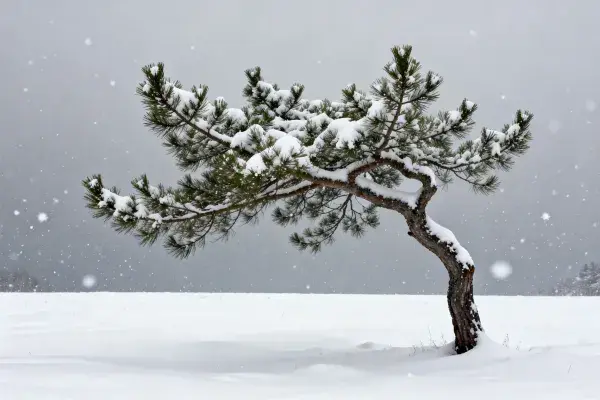 冬日雪地中形态独特的松树景观