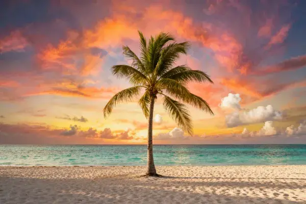 海滩夕阳下独立的一棵棕榈树