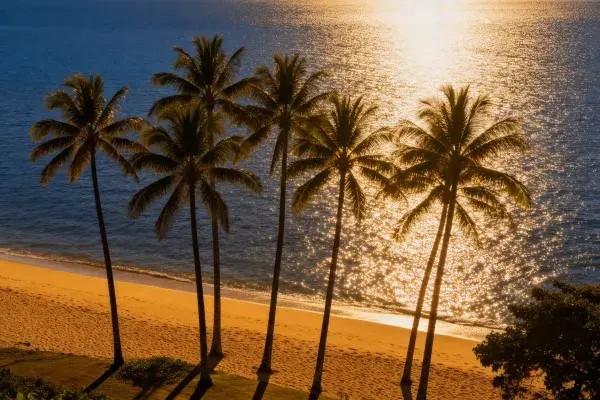 海滩椰子树与阳光水面景观