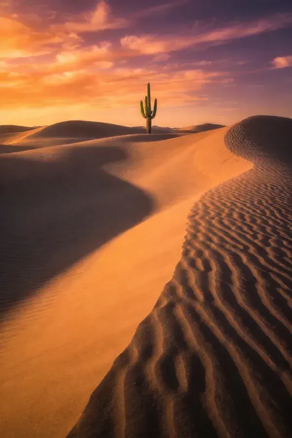 沙漠沙丘夕阳下巨人柱景观