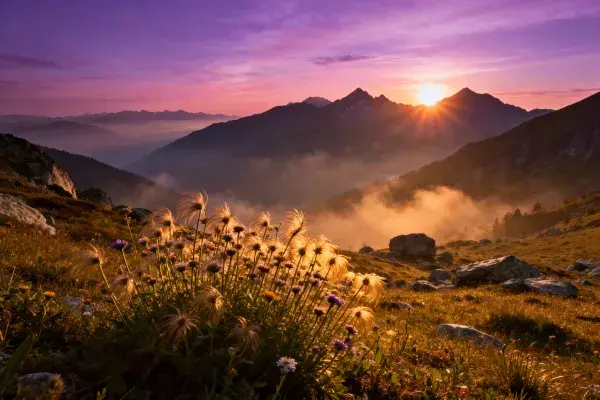 山地草甸绒毛花草与晨光山脉景观