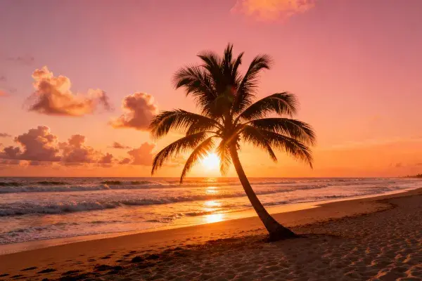 热带海滩夕阳下的椰子树景观