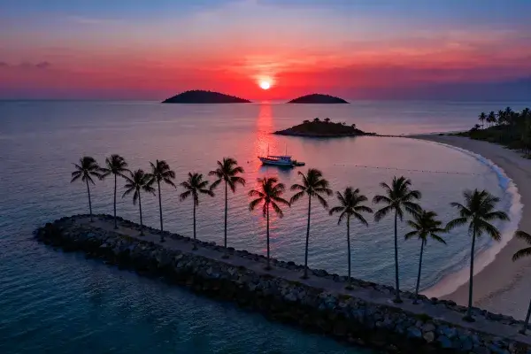阳光下椰子树的滨海风光