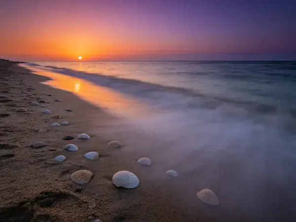 露天海滩贝壳日落景象