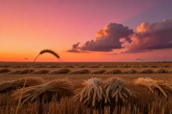 夕阳下收割的小麦堆放场景