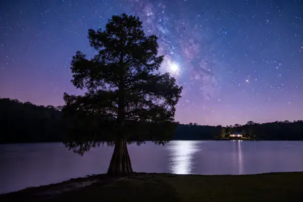 露天湖畔池杉与星空夜景