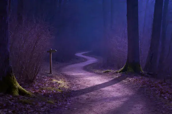 夜晚森林步道的蜿蜒小径