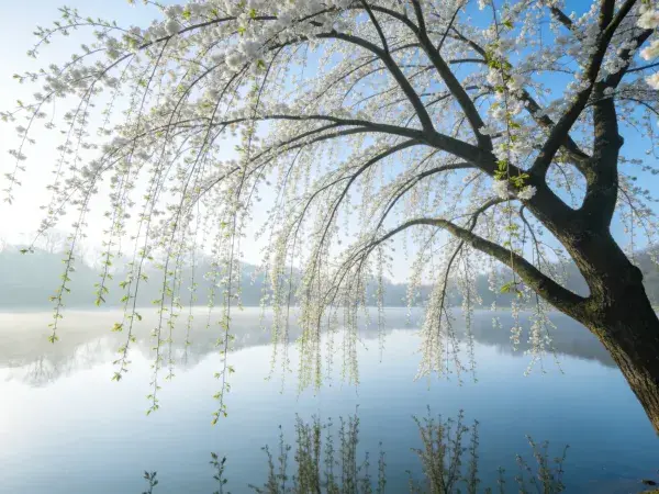 露天湖畔垂枝花树与水面倒影景象