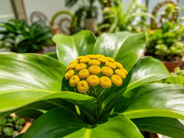 室内大型绿叶花卉种植场景