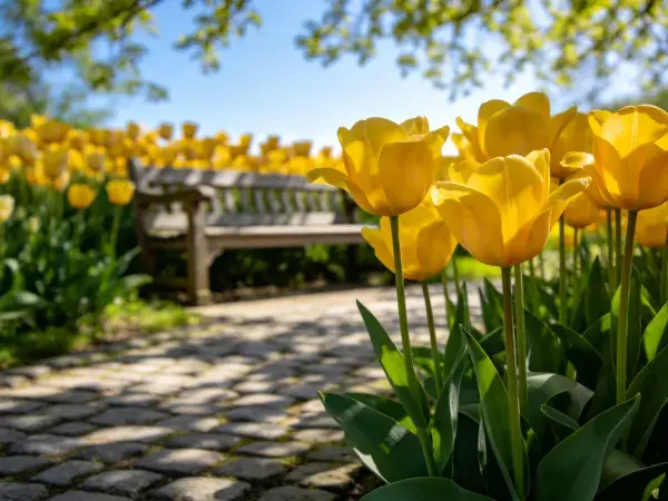 黄色郁金香与花园长椅场景特写