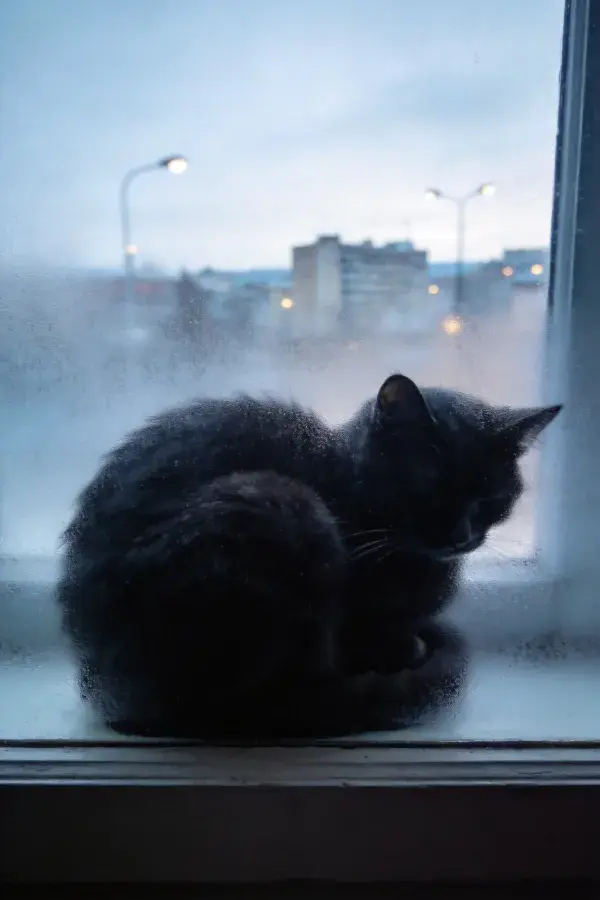阴雨天气下窗台上短毛家猫的都市景观场景