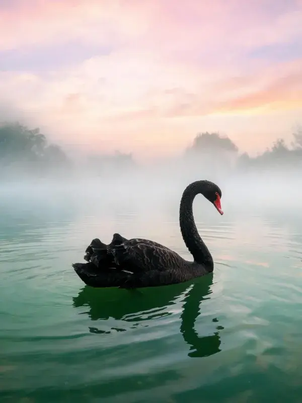 黑天鹅于晨雾湖面游弋场景