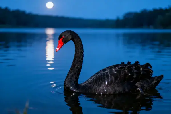 月夜湖面黑天鹅游弋景象