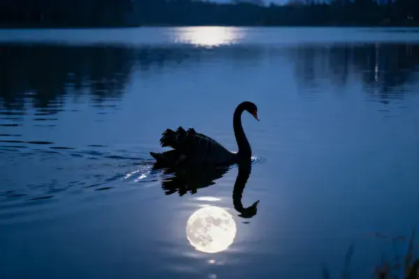 黑天鹅月夜水面游弋景象