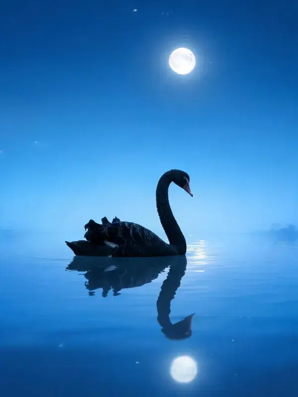 月夜湖面黑天鹅游弋景象