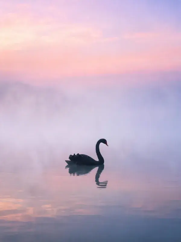 淡紫霞光下黑天鹅浮游图景