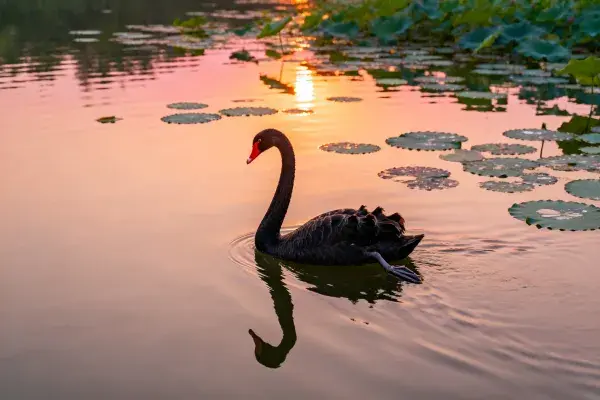 霞光映照下的黑天鹅水域场景